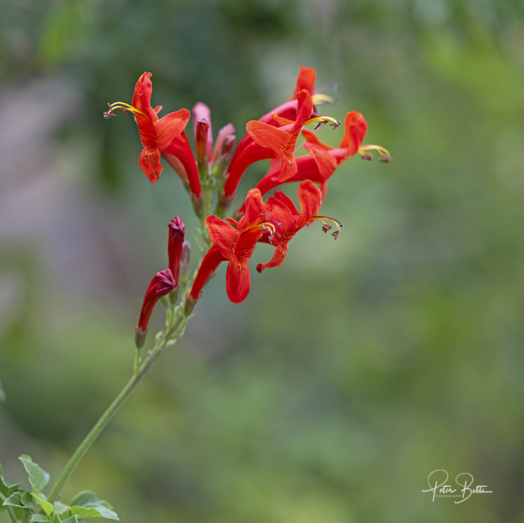 E Cape Honeysuckle.jpg