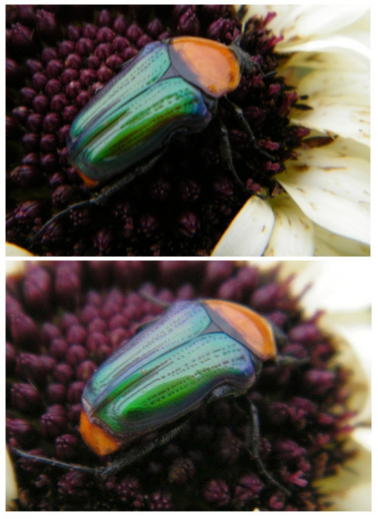 Amethyst Fruit Chafer Leucocelis amethystina.jpg