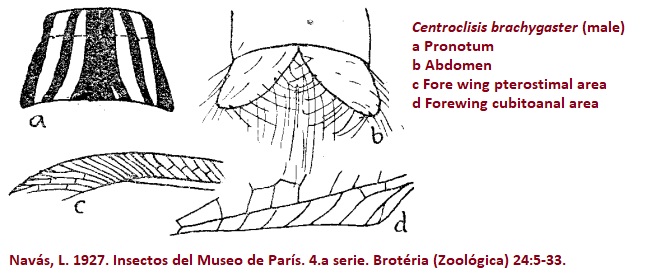 Centroclisis brachygaster.jpg