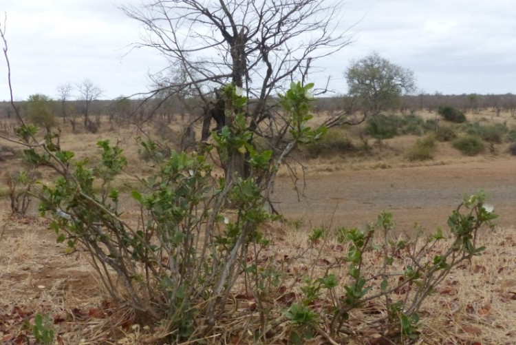 Thilachium africanum Kruger National Park.jpg