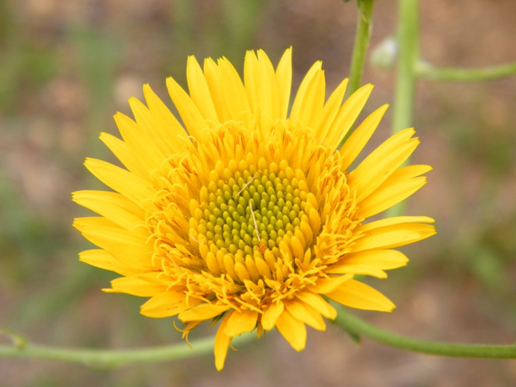 Berkheya setifera Mpumalanga.jpg