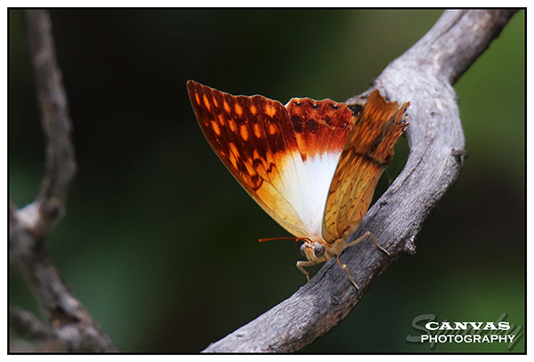 Charaxes varanes.jpg