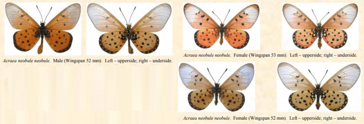 Acraea neobule.jpg