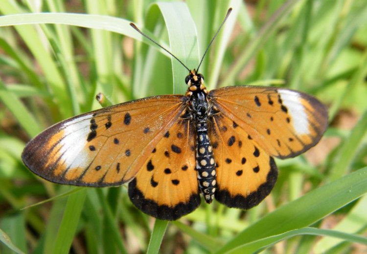 Acraea oncaea female.jpg