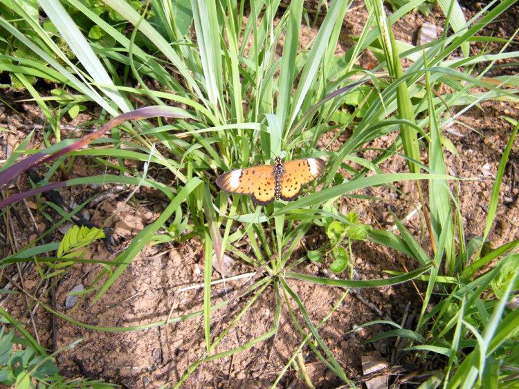 Acraea oncaea Nelspruit.jpg