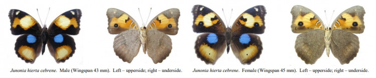 Junonia hierta cebrene.jpg