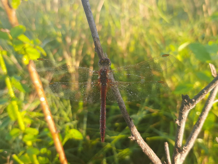 Sympetrum fonscolombii Satara.jpg