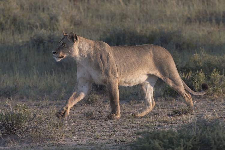 Lioness in camp Rooiputs