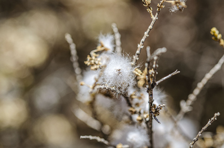 DSC_0066.jpg