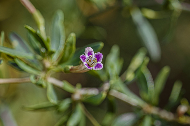 DSC_0009_1.jpg