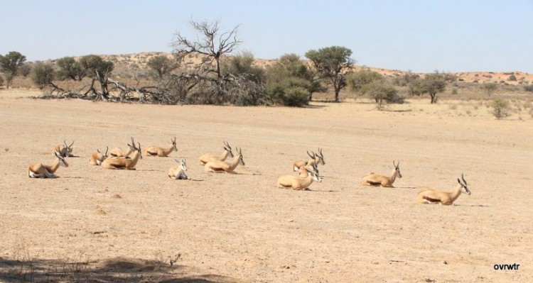 IMG_3912 springbok - 14 players resting.JPG