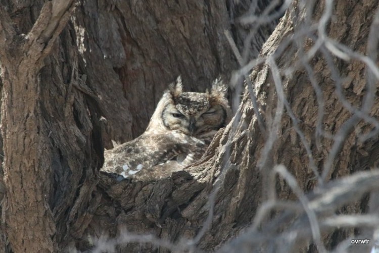 IMG_3960 mommy owl still sitting .JPG