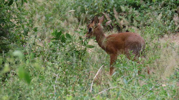 Serengeti 094.JPG