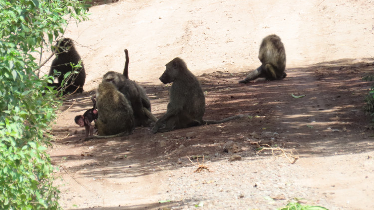 Serengeti 059.JPG