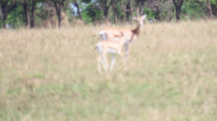 Serengeti 034.JPG