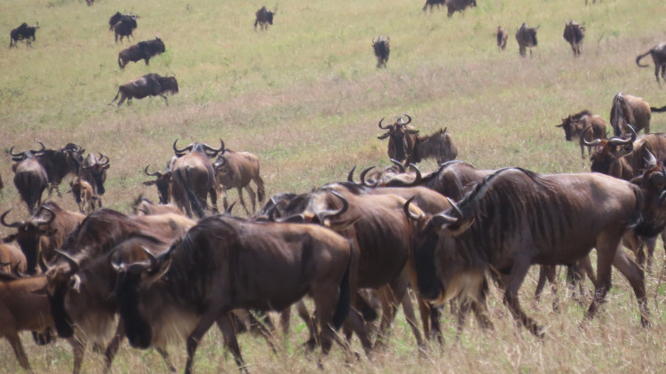 Serengeti 052.JPG