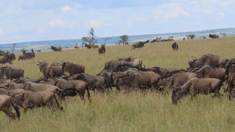 Serengeti 126.JPG