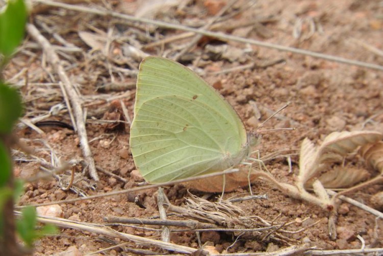 Butterfly, Tydon Safari Camp, Sabi Sands