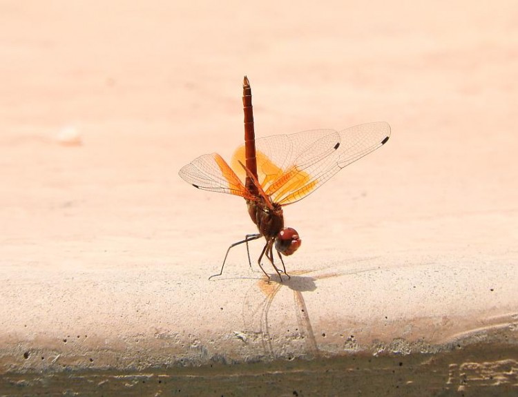 Dragon, Tydon Safari Camp, Sabi Sands