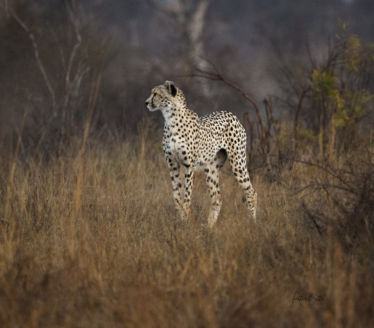 Early Morning Cheetah.jpg