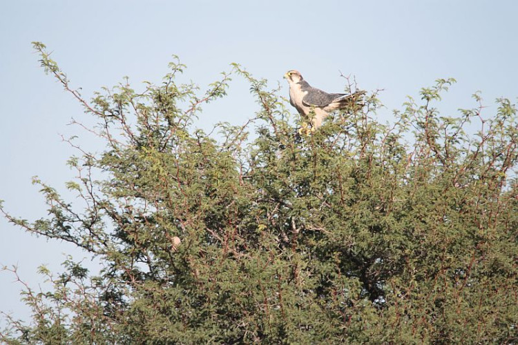 K1-5 Lanner Falcon.jpg