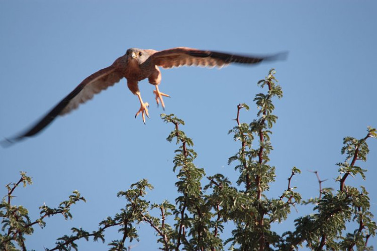 K1-16 Greater Kestrel.jpg