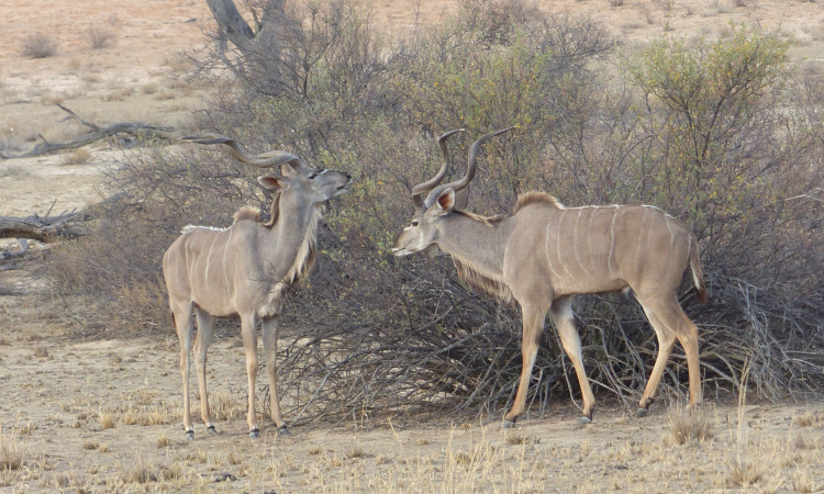 P1850005.JPG