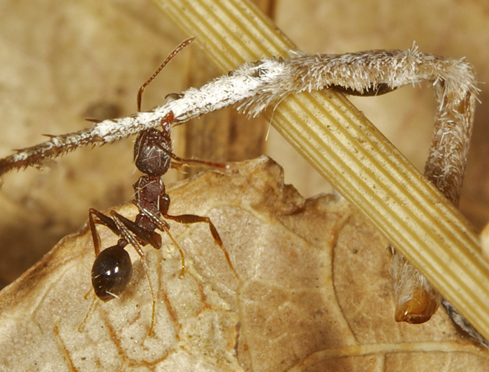 ant.jpg