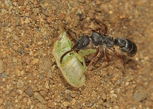 ant2.jpg
