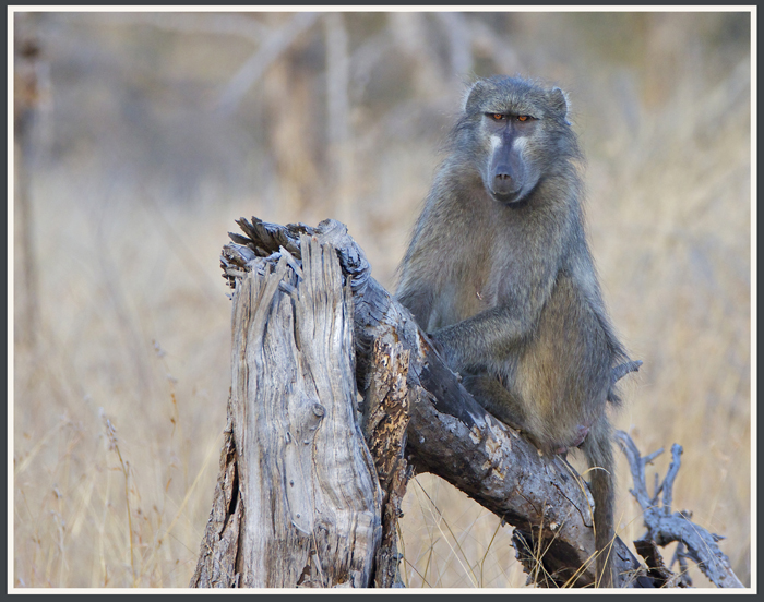 baboon.jpg