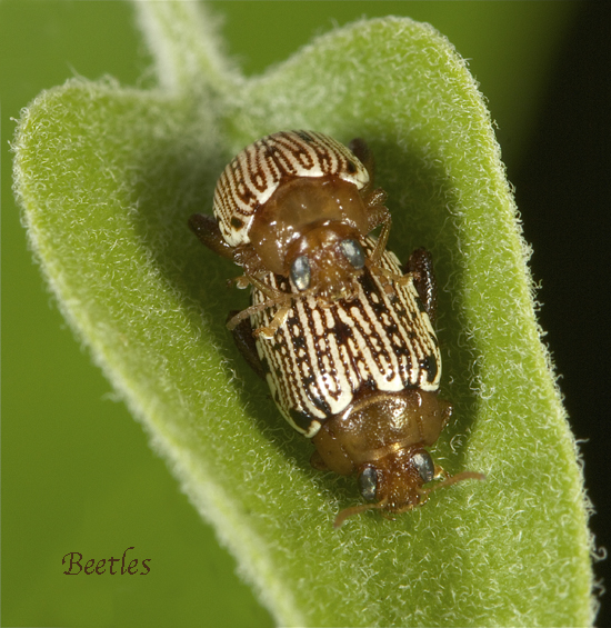 beetle.jpg