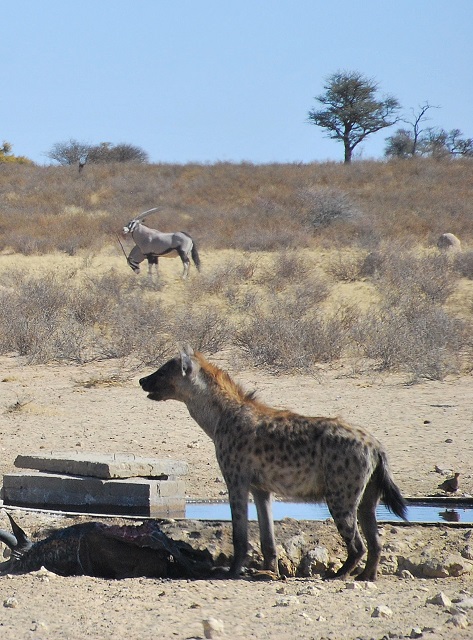 DSC_0104 Eland Oryx Spotted Hyena 55.jpg
