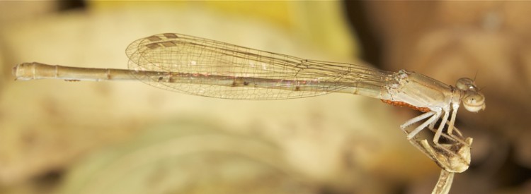 damsel4.jpg