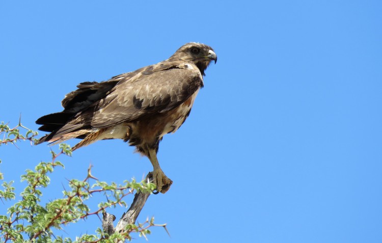 Juv. Jackal Buzzard.JPG