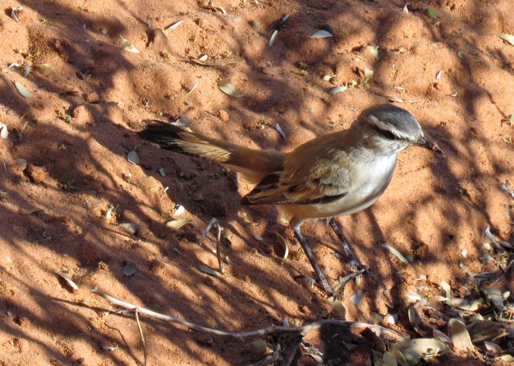 Kalahari Scrub-Robin.JPG