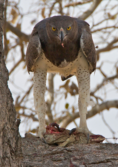 eagle10.jpg