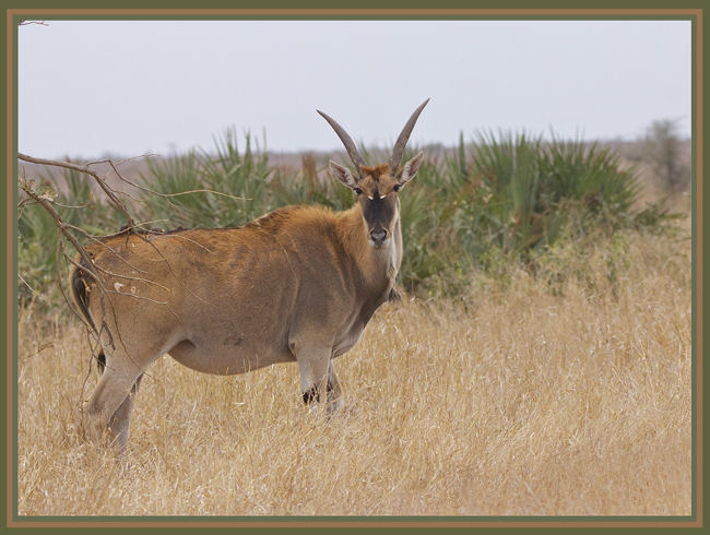 eland2.jpg