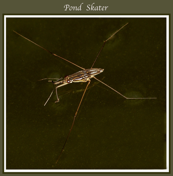 pond.jpg