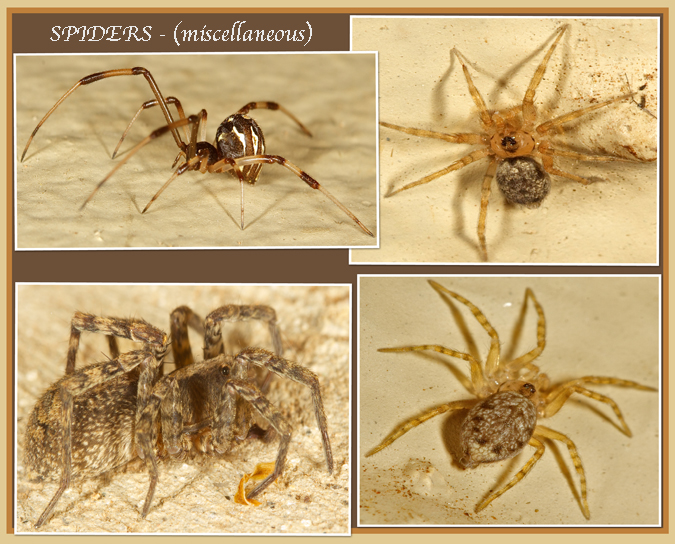 spid.jpg