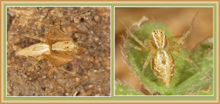 spid2.jpg