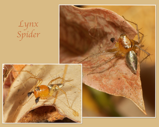 spid3.jpg