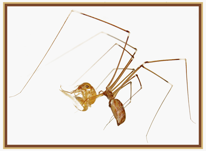 spid4.jpg
