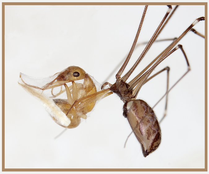 spid5.jpg