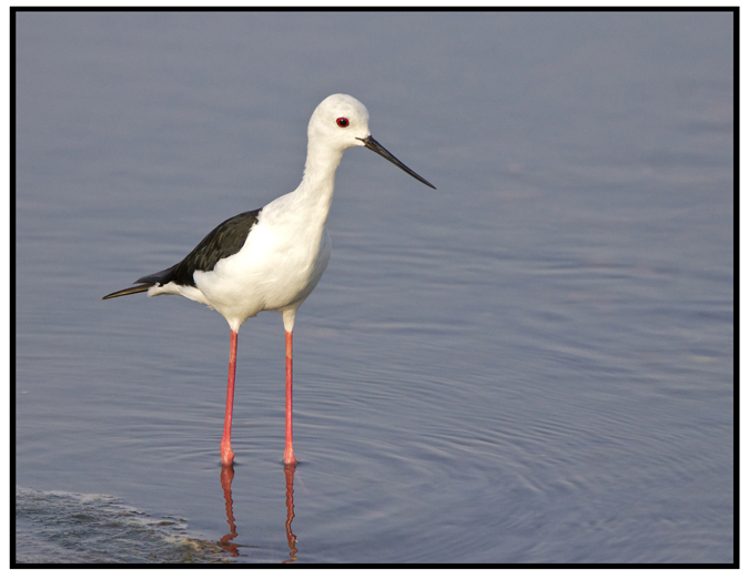 stilt.jpg