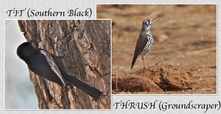 thrush.jpg