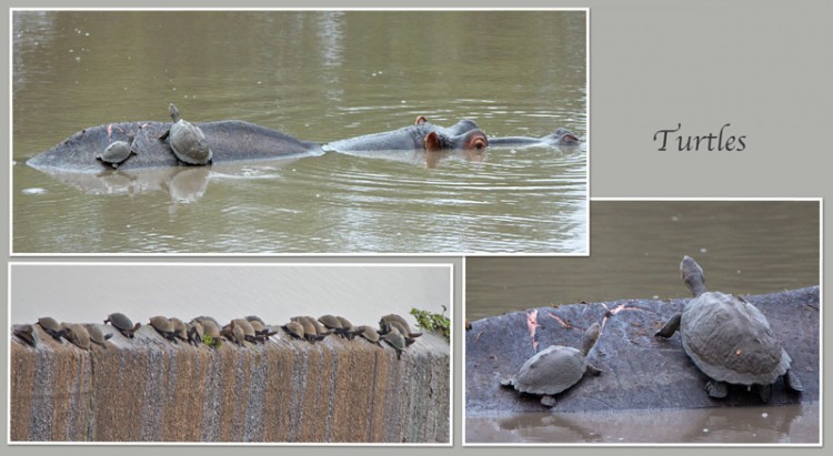turtle.jpg
