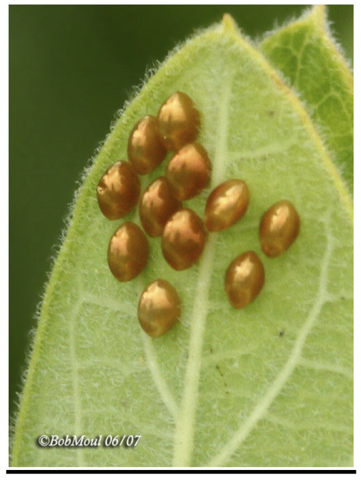 LeafFootedBugOva.jpg