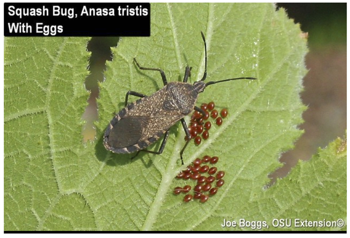 Squash Bug Eggs.jpg