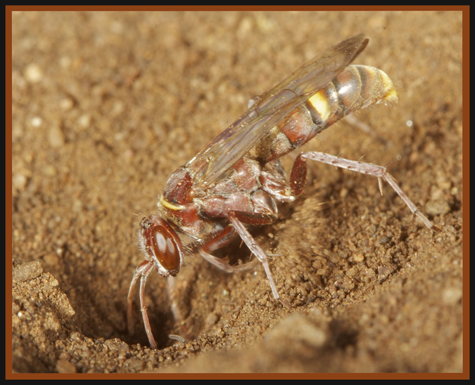 wasp1.jpg