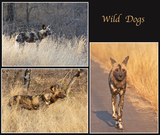 wilddog.jpg